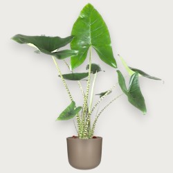 ALOCASIA ZEBRINA V21 H80 +VASO