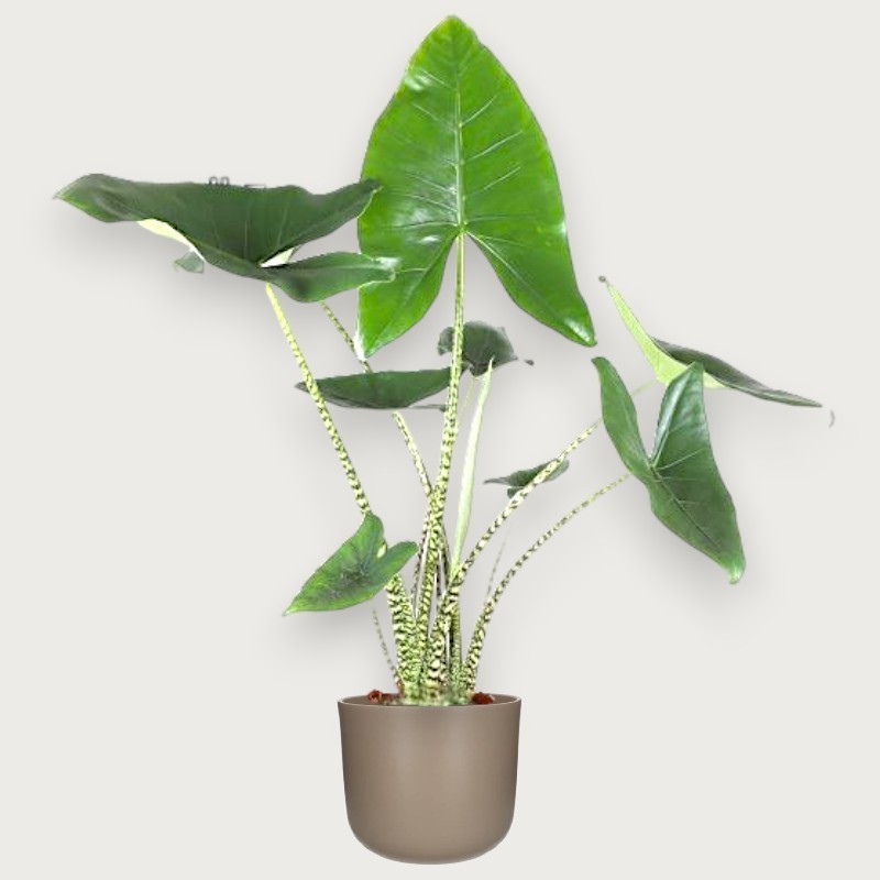 ALOCASIA ZEBRINA V21 H80 +VASE