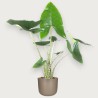ALOCASIA ZEBRINA V21 H80 +VASO