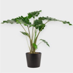ALOCASIA PORTOD. V24 H90 +VASO