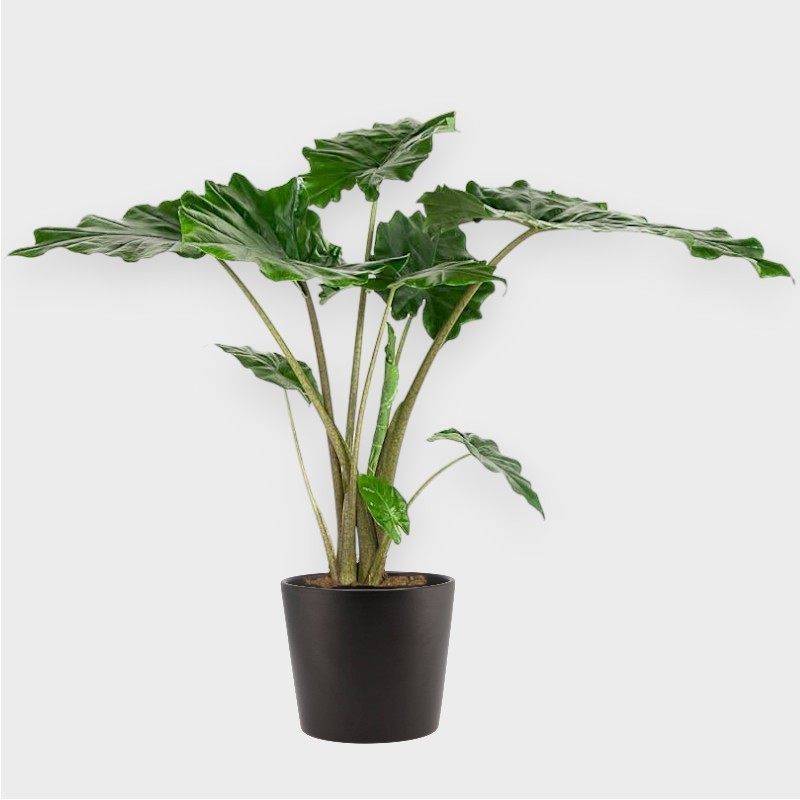 ALOCASIA PORTOD. V24 H90 +VASO