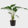 ALOCASIA PORTOD. V24 H90 +VASO