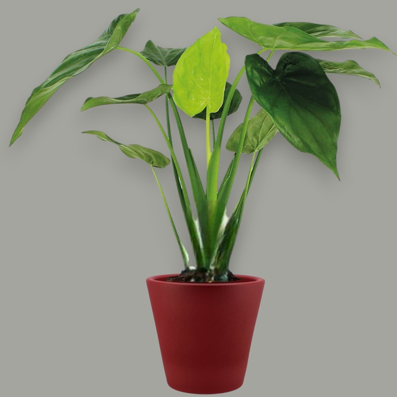 ALOCASIA CUCULLATA V19 H60 +VASE