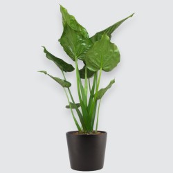 ALOCASIA CUCULL. V24 H90 +VASO