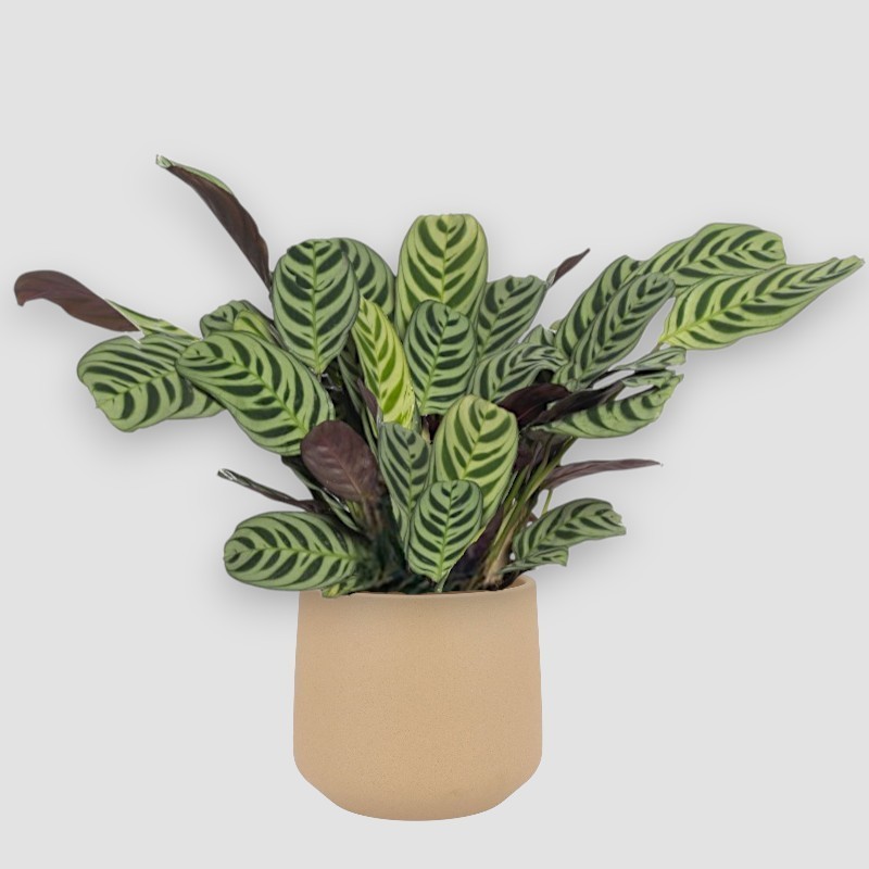 CTENANTHE BURLE. V14 H40 +VASO