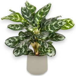 AGLAONEMA AMAZON V19 H55 +VASO