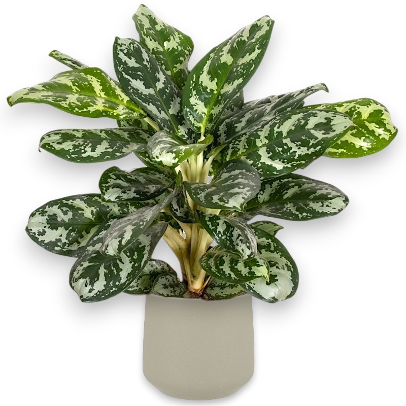 AGLAONEMA AMAZON V19 H55 +VASE