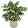 AGLAONEMA AMAZON V19 H55 +VASE