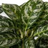 AGLAONEMA AMAZON V19 H55 +VASO