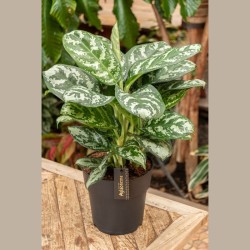 AGLAONEMA AMAZON V19 H55 +VASO
