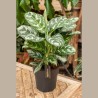 AGLAONEMA AMAZON V19 H55 +VASE
