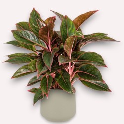 AGLAONEMA JUNGLE V19 H55 +VASO