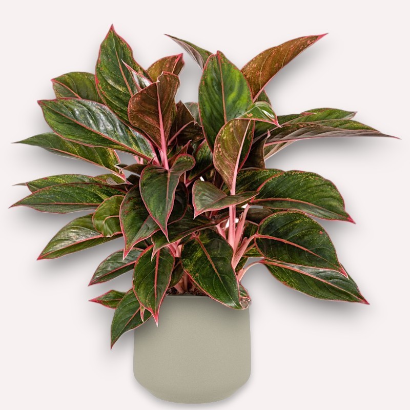 copy of AGLAONEMA AMAZON V19 H55 +VASE