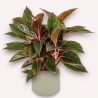copy of AGLAONEMA AMAZON V19 H55 +VASE
