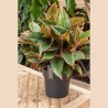 copy of AGLAONEMA AMAZON V19 H55 +VASE
