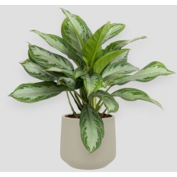 AGLAONEMA S. BAY V19 H45 +VASO
