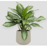 AGLAONEMA S. BAY V19 H45 +VASE
