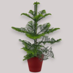 ARAUCARIA HETER. V17 H45 +VASO