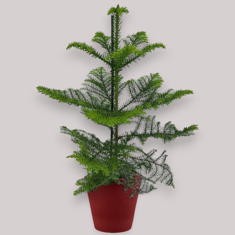 ARAUCARIA HETER. V17 H45 +VASO