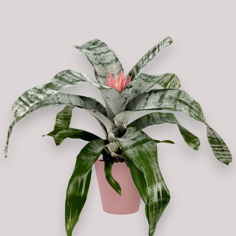 AECHMEA PRIMERA V15 H55 +VASE
