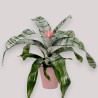 AECHMEA PRIMERA V15 H55 +VASE