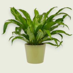 ASPLENIUM ANTIQ. V17 H40 +VASO