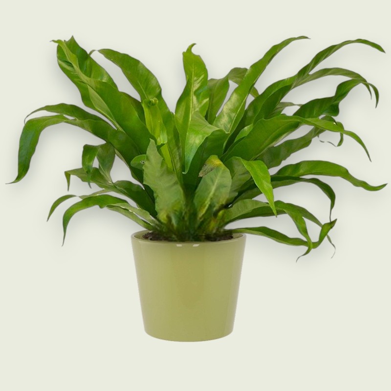 ASPLENIUM ANTIQ. V17 H40 +VASE