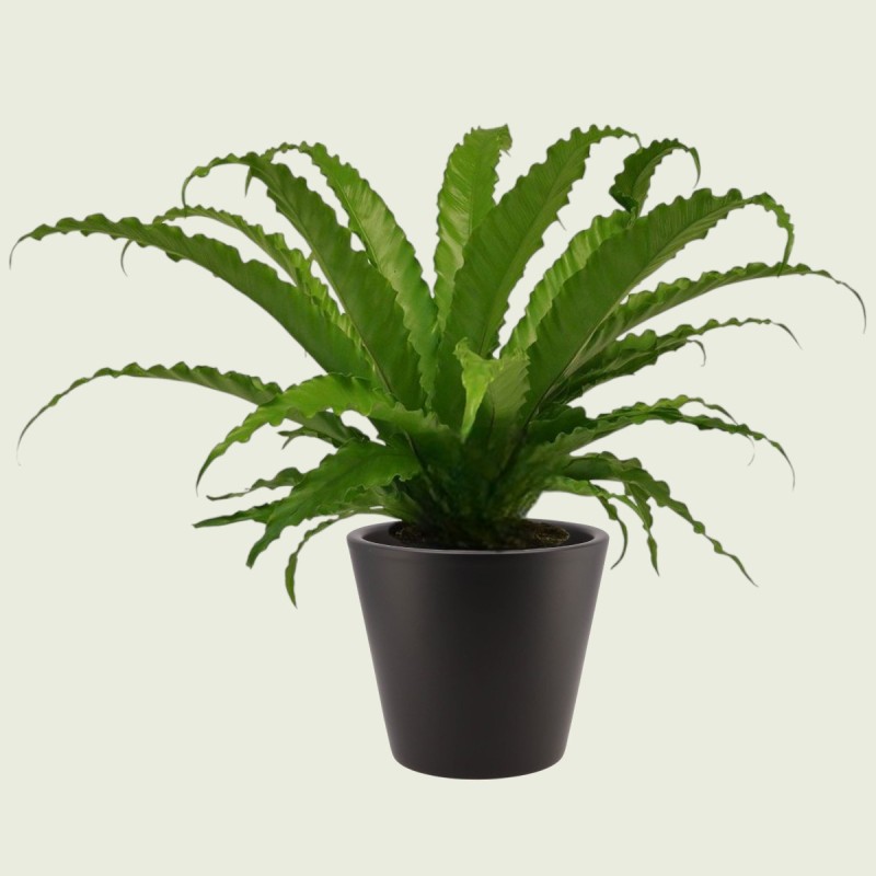 ASPLENIUM OSAKA V17 H40 +VASO