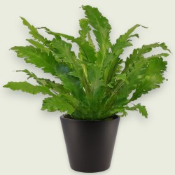 ASPLENIUM CAMPIO V17 H40 +VASO