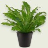ASPLENIUM CAMPIO V17 H40 +VASE