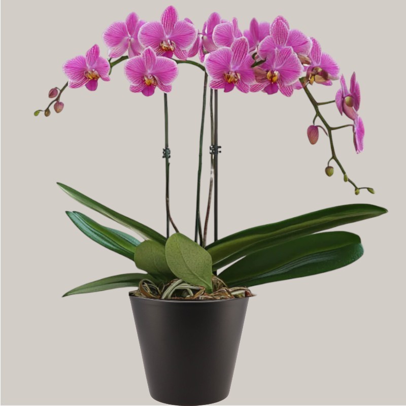 PHALENO PINK R2 H60 +VASE
