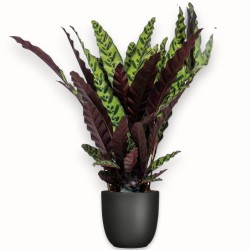 CALATHEA LANCIF. V19 H70 +VASO