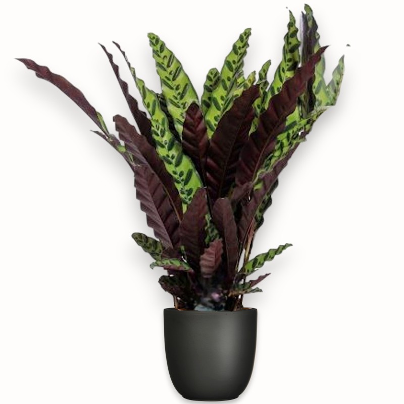 CALATHEA LANCIF. V19 H70 +VASO