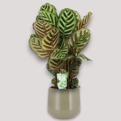 CALATHEA MAKOYA. V17 H65 +VASO