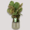 CALATHEA MAKOYA. V17 H65 +VASO