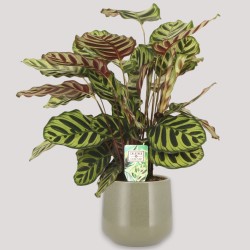CALATHEA MAKOYA. V17 H65 +VASO