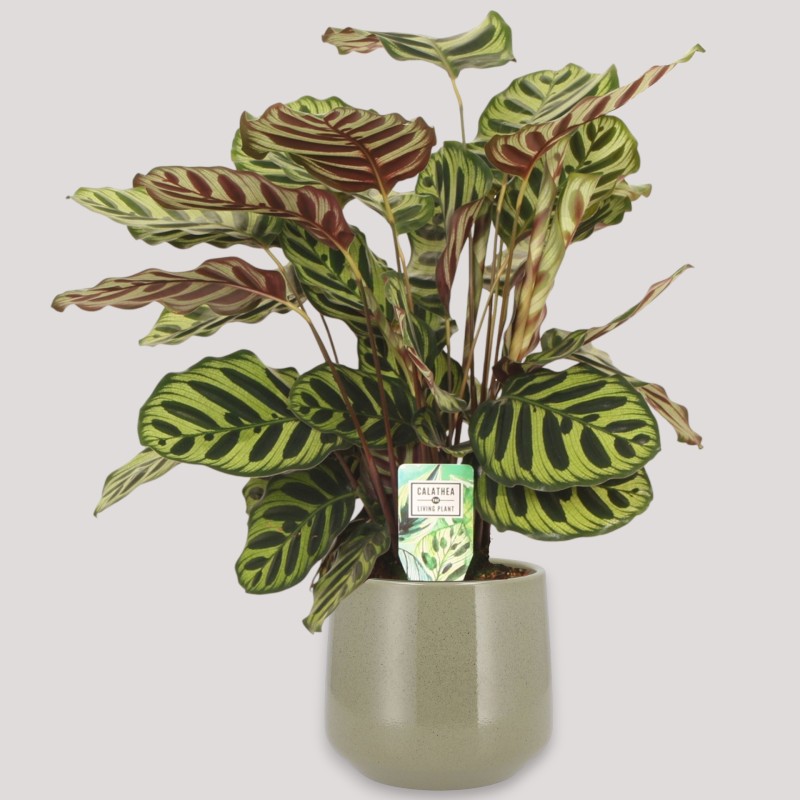 CALATHEA MAKOYA. V17 H65 +VASE