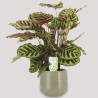 CALATHEA MAKOYA. V17 H65 +VASE