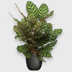 CALATHEA MAKOYA. V19 H70 +VASO