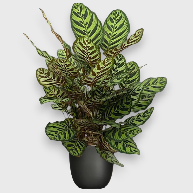CALATHEA MAKOYA. V19 H70 +VASE