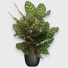 CALATHEA MAKOYA. V19 H70 +VASO