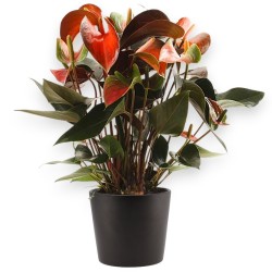 ANTHURIUM RAINBOW C. V14 +VASO