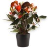 ANTHURIUM RAINBOW C. V14 +VASO