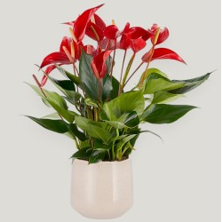 ANTHURIUM BANDEROLA V14 +VASO
