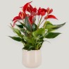ANTHURIUM BANDEROLA V14 +VASO