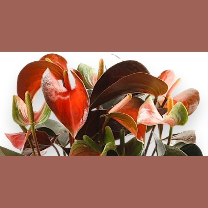 ANTHURIUM RAINBOW C. V14 +VASO