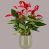 ANTHURIUM BANDEROLA V17 +VASO