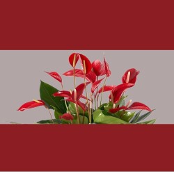 ANTHURIUM BANDEROLA V17 +VASO