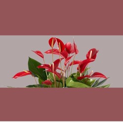 ANTHURIUM BANDEROLA V17 +VASE