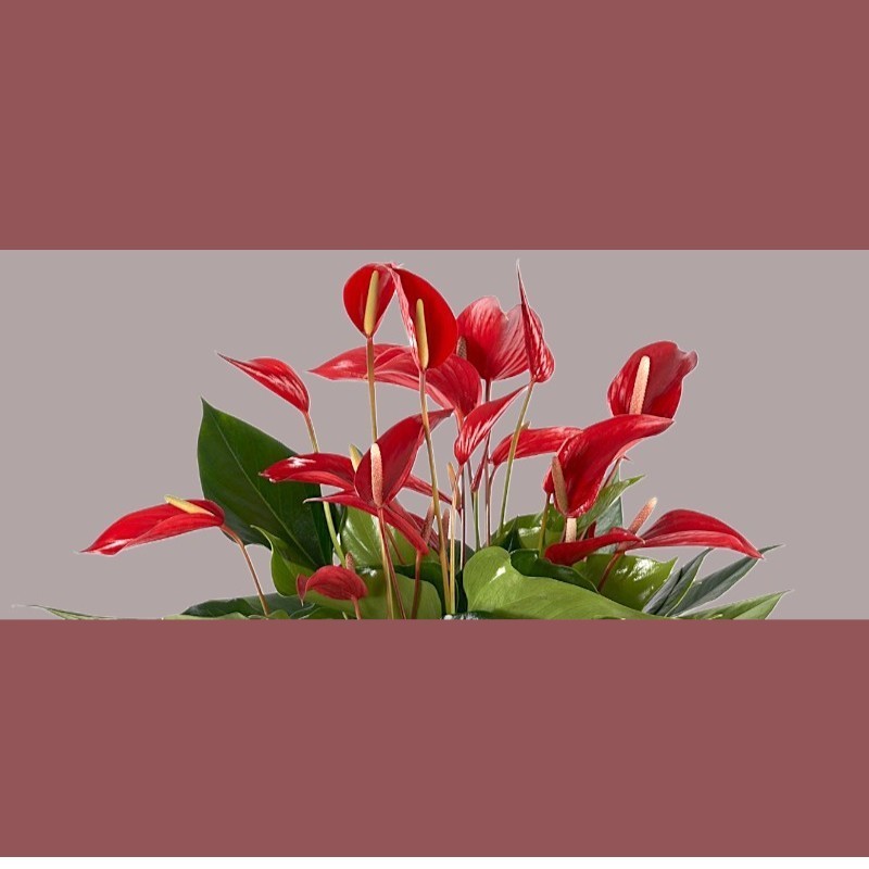 ANTHURIUM BANDEROLA V17 +VASO